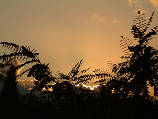 Image showing sunset through the trees