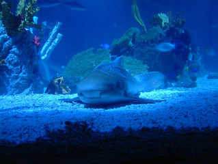 Image showing shark