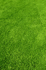 Image showing green grass texture