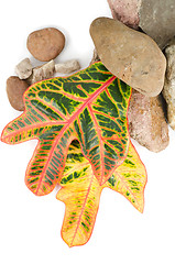 Image showing stones with color leaf