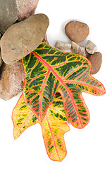 Image showing stones with color leaf