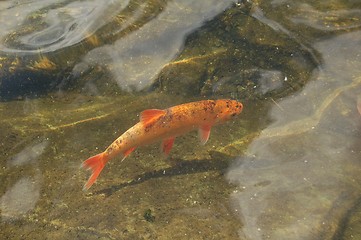 Image showing Goldfish 25.05.2006