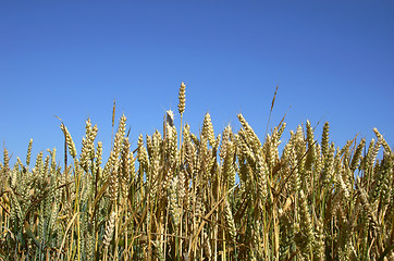 Image showing wheat field