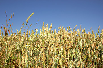 Image showing wheat field