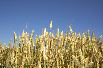 Image showing wheat field