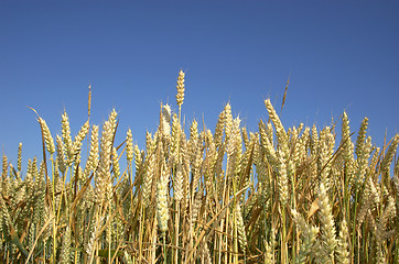 Image showing wheat field