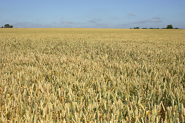 Image showing wheat field