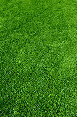 Image showing green grass texture