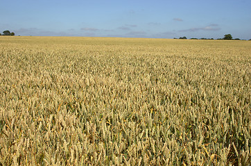 Image showing wheat field