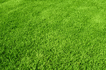 Image showing green grass texture