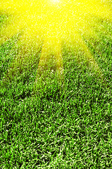 Image showing green grass texture