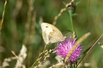 Image showing Moth