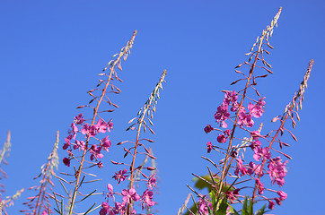 Image showing Pink flower on blue sky