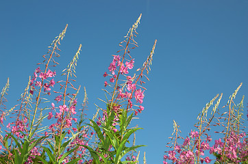 Image showing Pink flower on blue sky