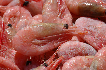 Image showing Shrimps