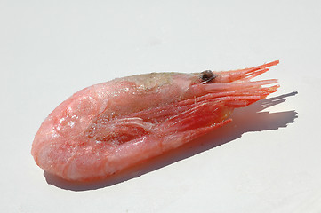 Image showing Shrimp