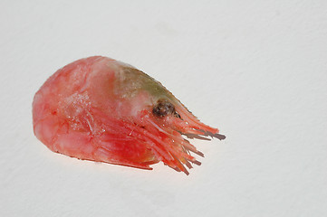 Image showing Shrimp