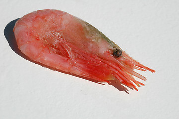 Image showing Shrimp