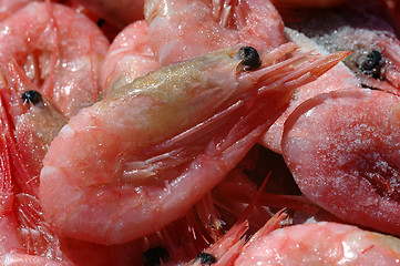 Image showing Shrimps