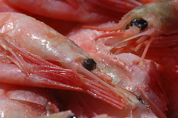 Image showing Shrimps