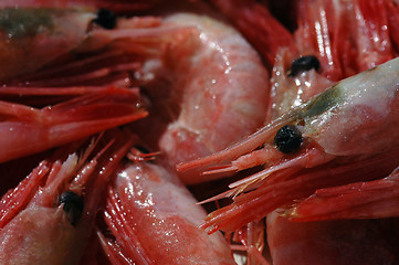 Image showing Shrimps