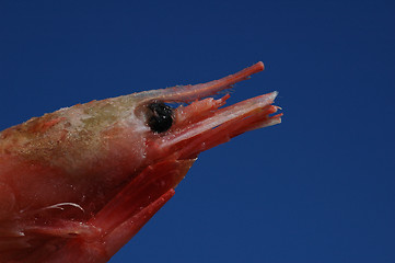 Image showing Shrimp