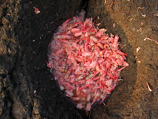 Image showing Shrimps