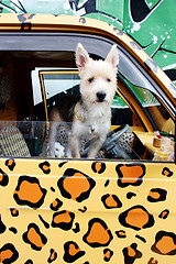 Image showing Dog leaning out of a truck window