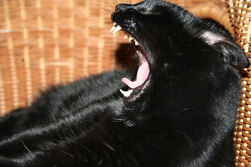 Image showing Cat yawn