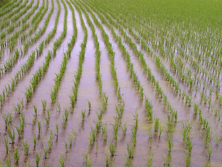 Image showing Rice field texture