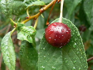 Image showing Sour red cherry