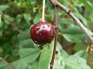 Image showing Sour red cherry