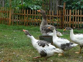 Image showing Gooses