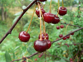 Image showing Cherries and cherry tree