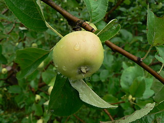 Image showing Green apple