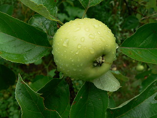 Image showing Green apple in rain