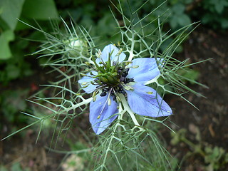 Image showing Love-in-a-mist