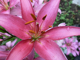 Image showing Pink lily