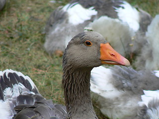 Image showing Goose