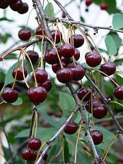 Image showing Cherries and cherry tree