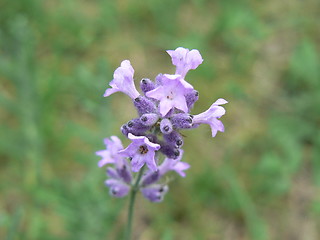 Image showing Lavender