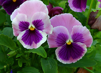 Image showing viola