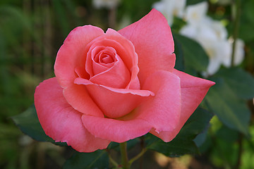 Image showing pink rose