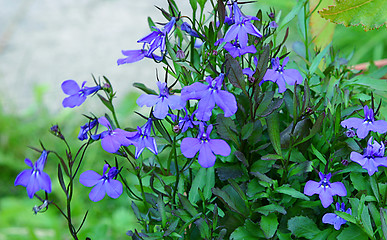 Image showing lobelia