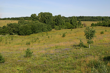 Image showing landscape with a birch