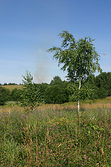 Image showing landscape with a birch