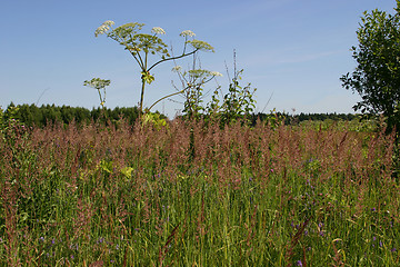 Image showing thrickets