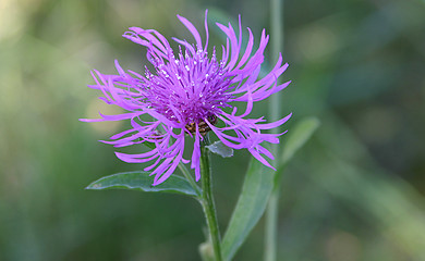 Image showing field flower