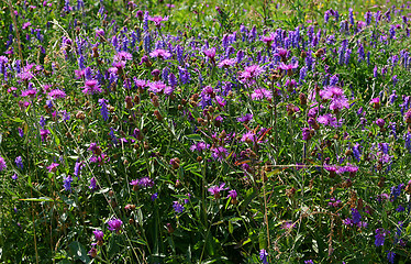 Image showing field flowers