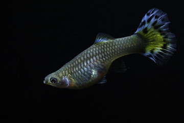 Image showing fish in aquarium